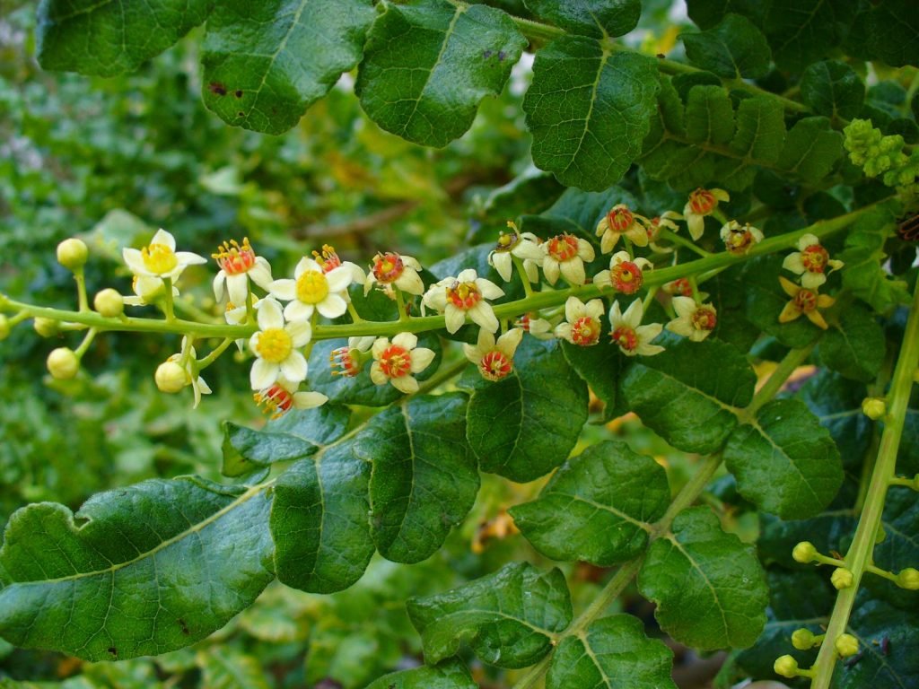 Boswellia: the Secret Anti-Inflammatory With Virtually No Side-Effects