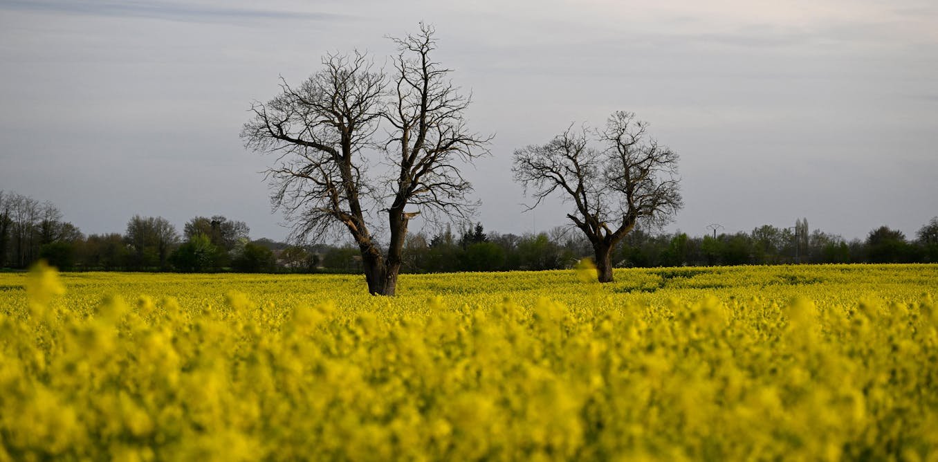 Transition énergétique : développer les bioénergies, oui mais avec quelles biomasses ?