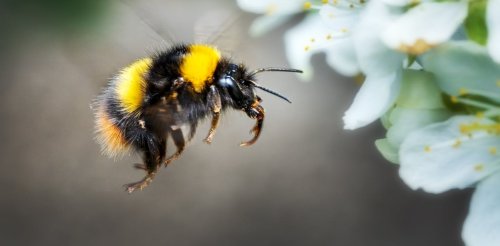 Early spring brings a ‘hungry gap’ for bees – here’s how you can help
