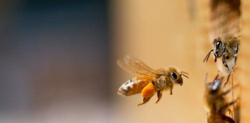 Honeybees join humans as the only known animals that can tell the difference between odd and even numbers