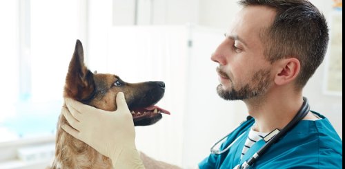 Pourquoi l’étude des cancers chez le chien bénéficie à la médecine humaine