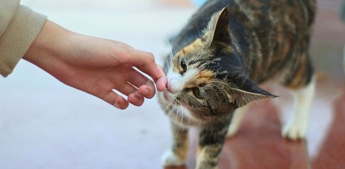 Can cats drink milk? Despite the stereotypes, it’s actually a bad idea