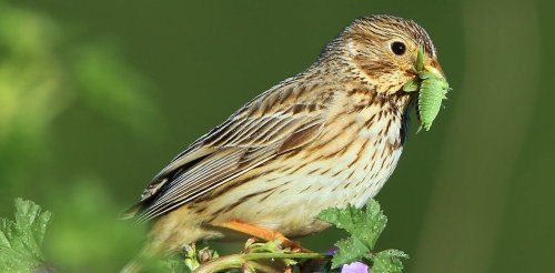 Europe has lost over half a billion birds in 40 years. The single biggest cause? Pesticides and fertilisers
