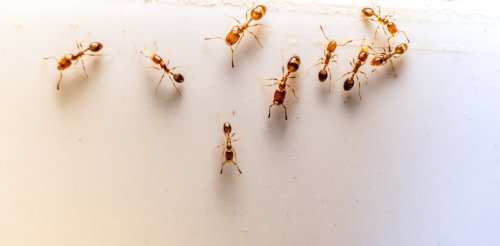 Ants in your house? Here’s how they get everywhere – even high up in tall buildings