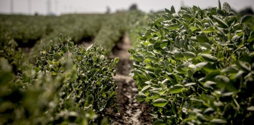 The herbicide dicamba was supposed to solve farmers' weed problems – instead, it's making farming harder for many of them