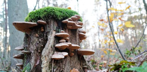 Fungi: the missing link in tree planting schemes