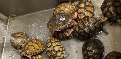 There's a thriving global market in turtles, and much of that trade is illegal