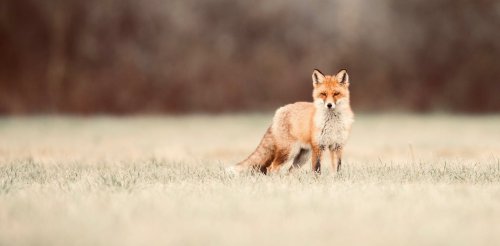 Fox scents are so potent they can force a building evacuation. Understanding them may save our wildlife