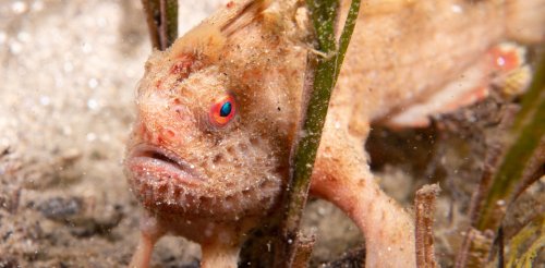 Photos from the field: diving with Tasmania's rare and elusive red handfish, your new favourite animal