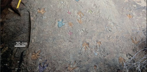 Footprints take science a step closer to understanding southern Africa's dinosaurs