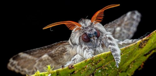 Things that go buzz in the night – our global study found there really are more insects out after dark