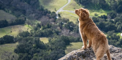 Profound grief for a pet is normal – how to help yourself or a friend weather the loss of a beloved family member