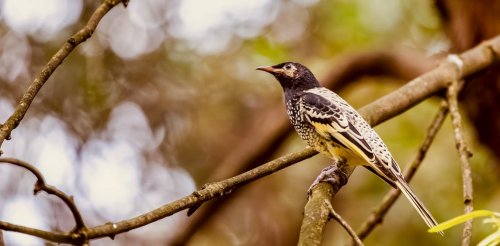 only-the-lonely-an-endangered-bird-is-forgetting-its-song-as-the