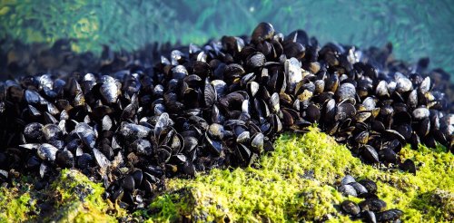 Plastic fibres stunt growth in mussels by more than a third – here's why this is a concern