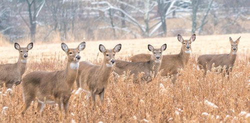 White-tailed deer found to be huge reservoir of coronavirus infection