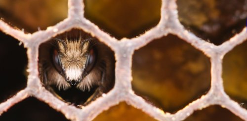 Honeybees cluster together when it’s cold – but we’ve been completely wrong about why