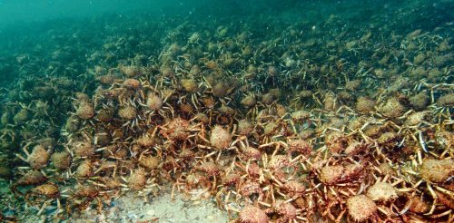 Thousands of giant crabs amass off Australia's coast. Scientists need your help to understand it