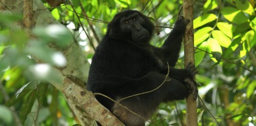 Riset: penebangan hutan di Sulawesi merusak habitat monyet dan kera lokal