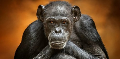 What makes the human brain unique? We compared it with monkeys and apes to find out