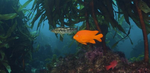 Protecting the ocean: 5 essential reads on invasive species, overfishing and other threats to sea life