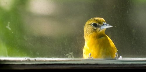 Windows are the No. 1 human threat to birds – an ecologist shares some simple steps to reduce collisions