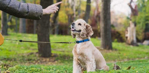 How to train your dog in basic 'life' skills - and why it's important