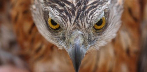 australia-s-red-goshawk-is-disappearing-how-can-we-save-our-rarest