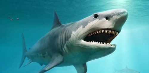 Millions of years ago, the megalodon ruled the oceans – why did it disappear?