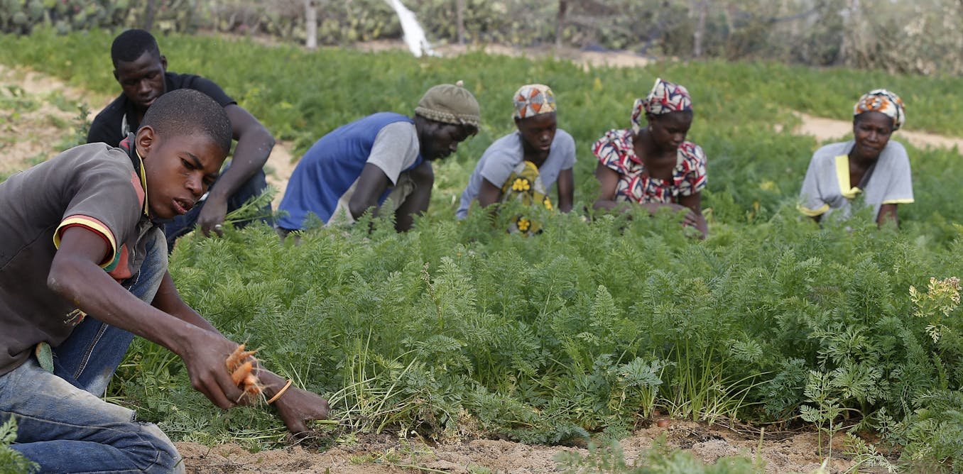 Agriculture en Afrique de l’Ouest : comment promouvoir le travail décent pour attirer les jeunes