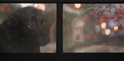 Summer fireworks can traumatize pets and cause wildlife to flee