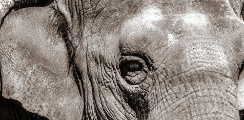 From AIs to an unhappy elephant, the legal question of who is a person is approaching a reckoning