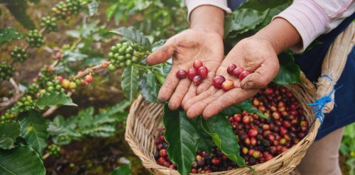 How the birds and the bees help coffee plants
