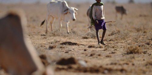 Kenya drought: Pastoralists suffer despite millions of dollars used to protect them -- what went wrong?