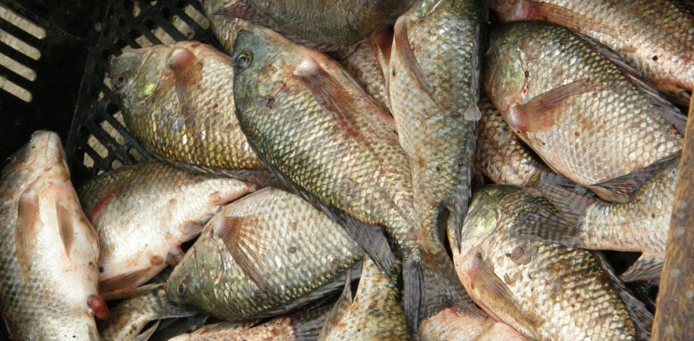 Le tilapia, un poisson dont le succès pose question, des Caraïbes au Pacifique
