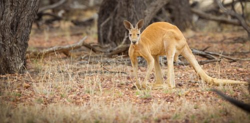 'An exciting possibility': scientists discover markedly different kangaroos on either side of Australia's dingo fence