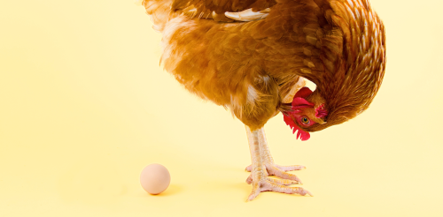 Curious Kids: what came first, the chicken or the egg?