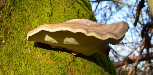Nature’s first aid kit: a fungus growing on the side of birch trees