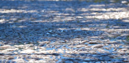 How did millions of fish die gasping in the Darling – after three years of rain?