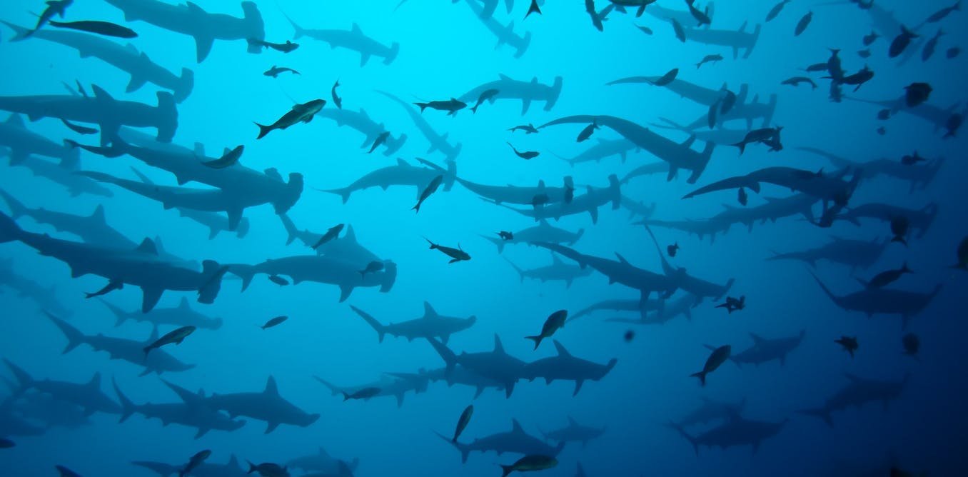 Shark Week: Where shows falls short, America’s shark obsession + the Megalodon