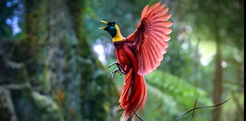 After 10 years of work, landmark study reveals new ‘tree of life’ for all birds living today