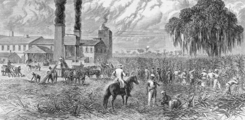 Making sugar, making 'coolies': Chinese laborers toiled alongside Black workers on 19th-century Louisiana plantations