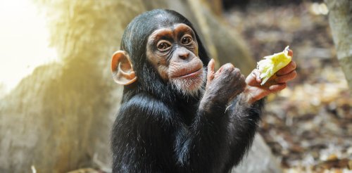 Three surprising reasons human actions threaten endangered primates