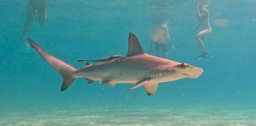 Masses of scalloped hammerheads have returned to one of Australia’s busiest beaches. But we don’t need to panic