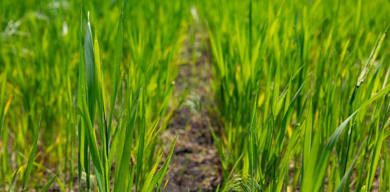 Les élèves des lycées agricoles sont-ils hostiles à l’agroécologie ?