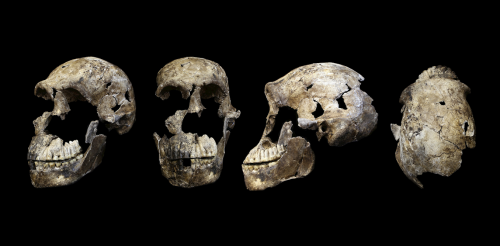Major new research claims smaller-brained _Homo naledi_ made rock art and buried the dead. But the evidence is lacking