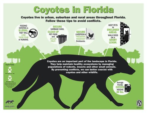 Coyotes are here to stay in North American cities – here's how to appreciate them from a distance