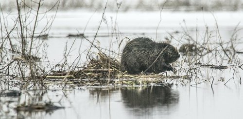Beavers and oysters are helping restore lost ecosystems with their engineering skills – podcast