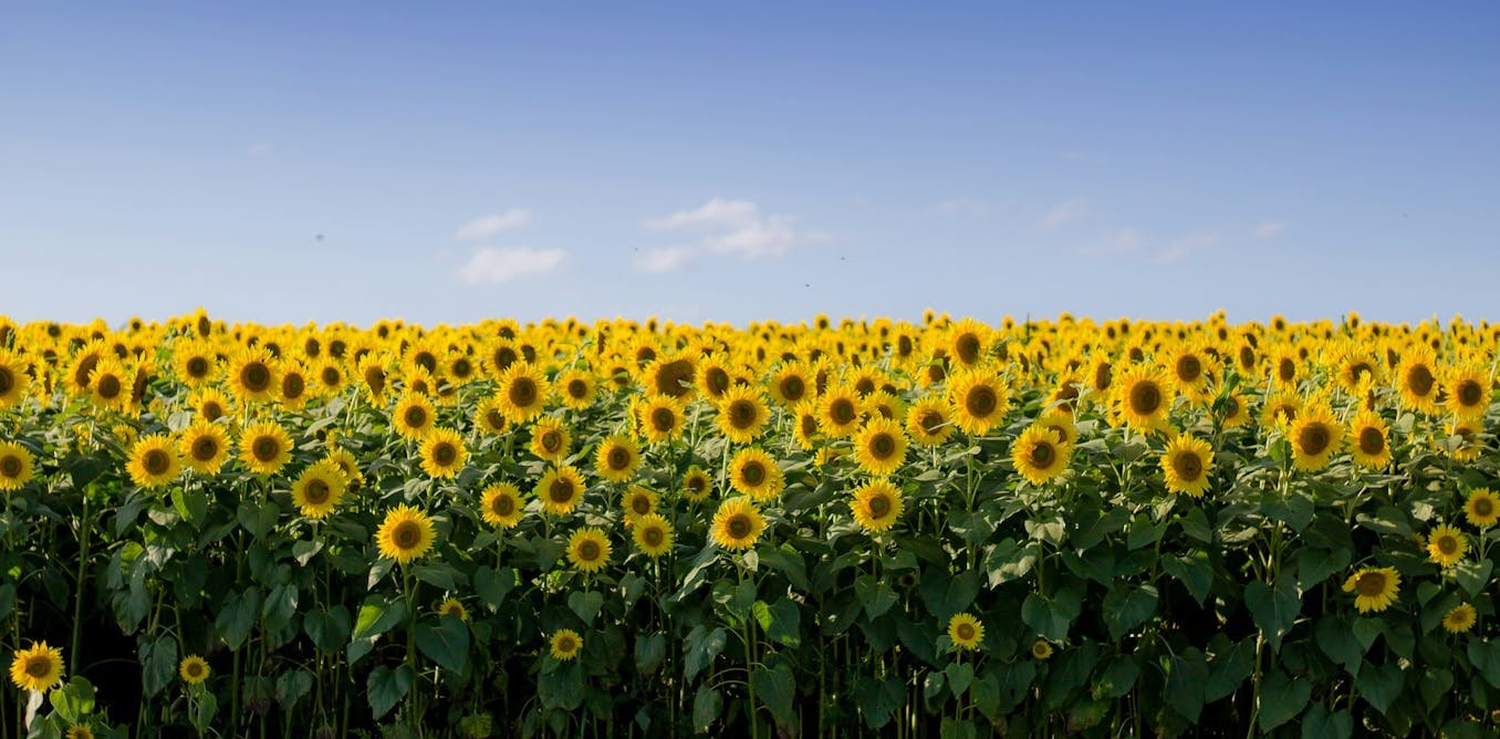 Les déchets agricoles, solution pour décarboner le secteur du bâtiment et aider les agriculteurs ?