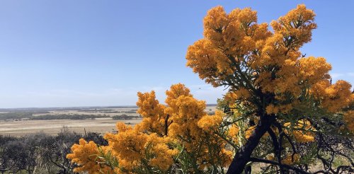 'WA's Christmas tree': what mungee, the world's largest mistletoe, can teach us about treading lightly