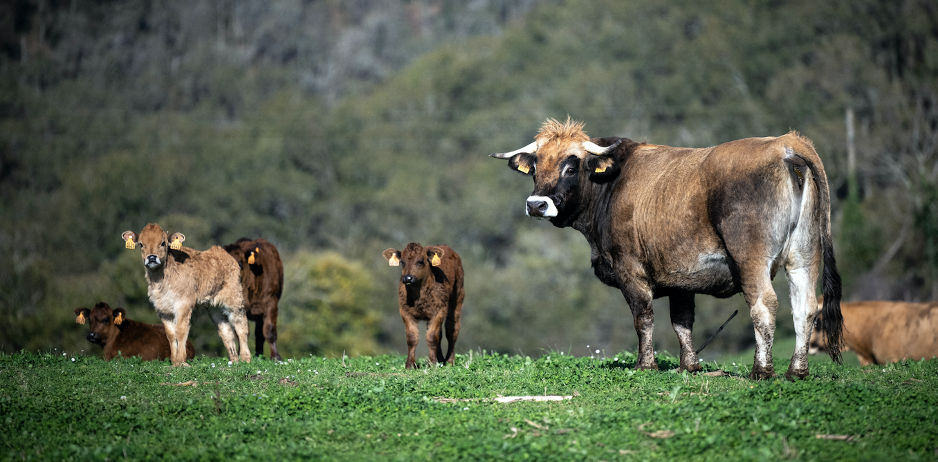 Empreinte carbone de l’élevage : faut-il taxer la viande ?